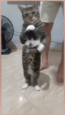 Dancing Cat