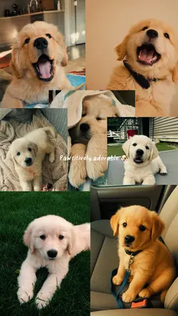 Collage pic