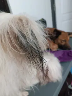 wet look
