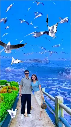 Seagull