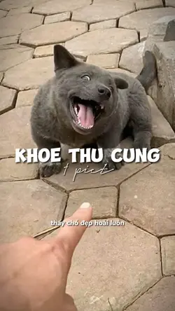 Thấy Chó Đẹp Bgiờ Ch