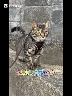 BGM【散歩の時間】
