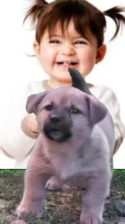 funny dog