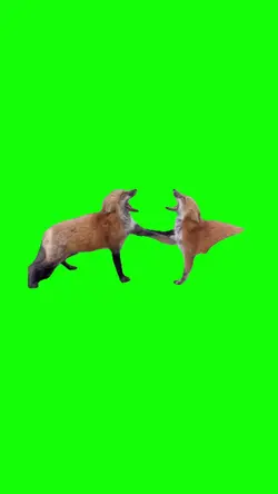 Laughing foxes