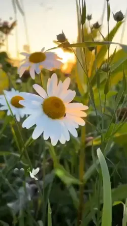 Yeşil yaprak 