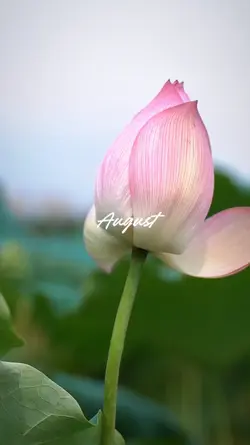 August