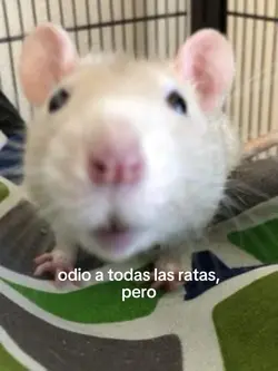 🐭