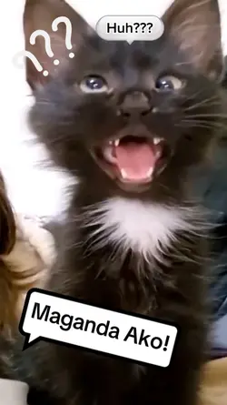Cat MeMes