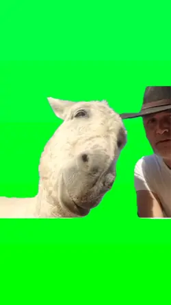 Handsome Donkey