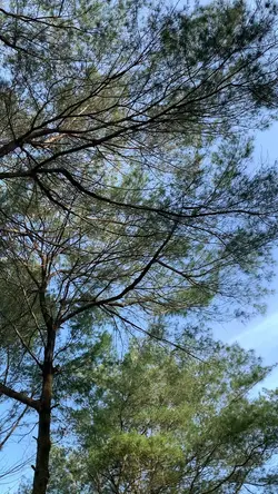 6 video