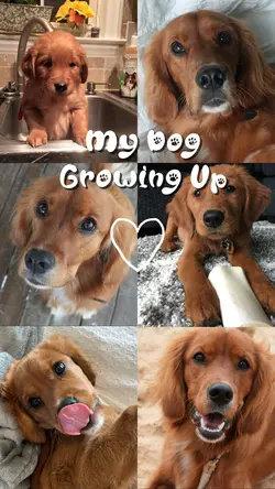 My Dog 🐾🐾