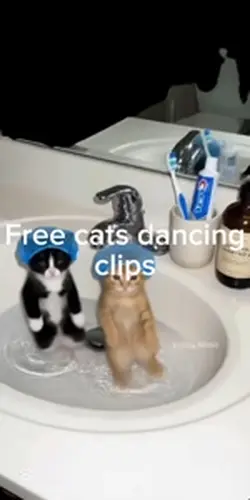 Ai cats dancing 
