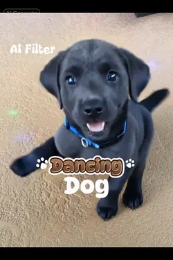 Dancing Dog