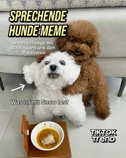 TALKING DOGS