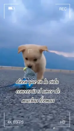 mi mascota 