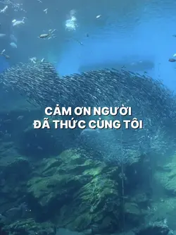 6video + 44ảnh