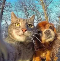CAT AND DOG
