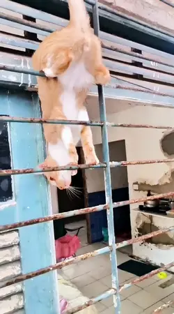 Vídeo engraçado 