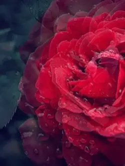 Happy Mothers Day