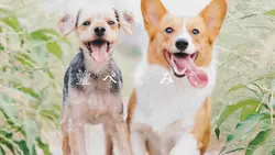 歌詞動画