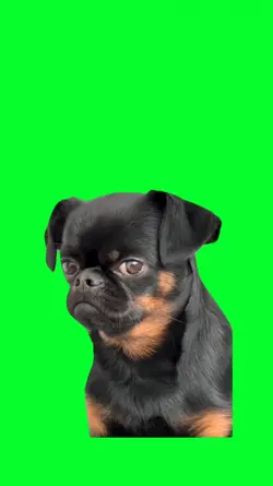little shy dog meme