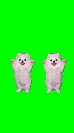 dancing cat meme