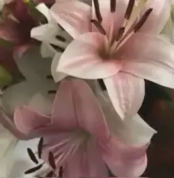 Lilien🌺