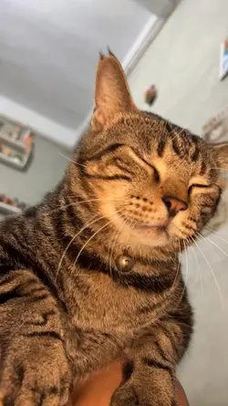 kucing tiktok