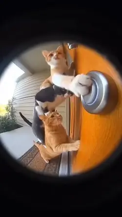 Funny cat meme 