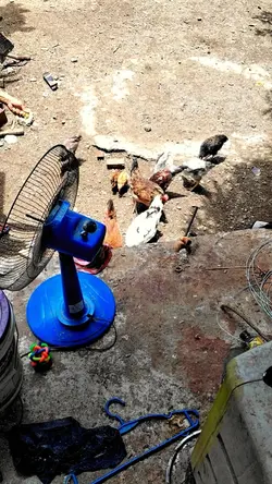 Native chicken 