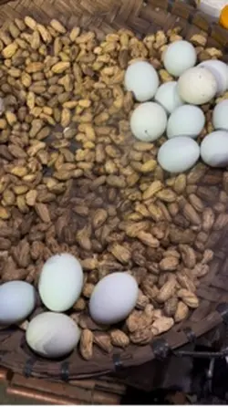 Balut
