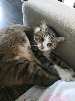 my cat 