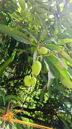 harvest time