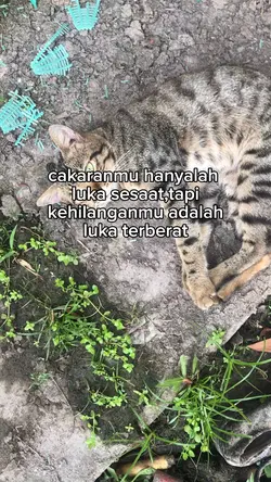 kehilangan kucing