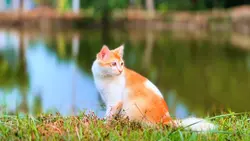 Nature With Cat. 