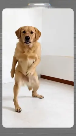 dancing dog