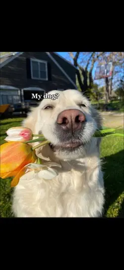 my dog??