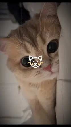 Meow Meow