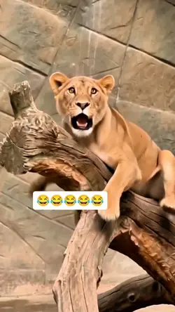 Sample funny