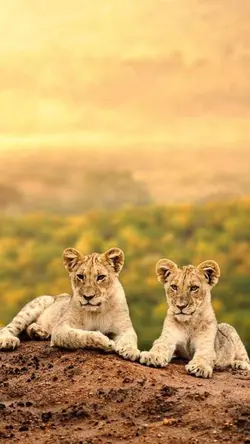 Brother Love
