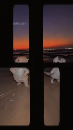 CUTE SLOWMO