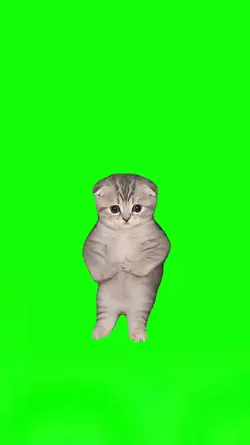 Toma Toma Kitten