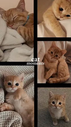 Cat Moments