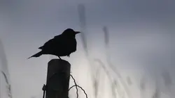 Silhouette Bird 