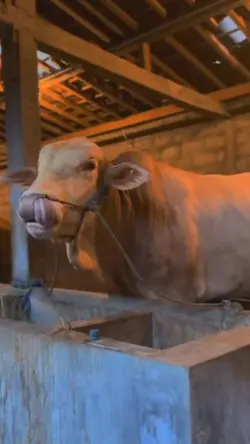 cinematic sapi