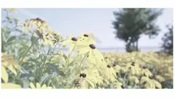 リリィ