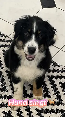 Hund singt π