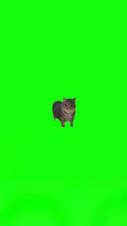 Brainrot cat