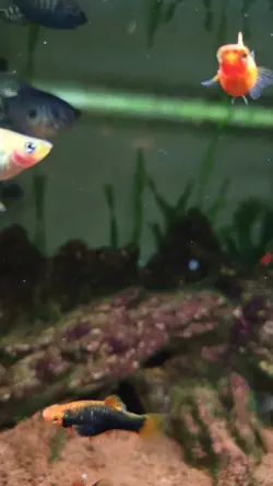 Aquascape Stable Vid
