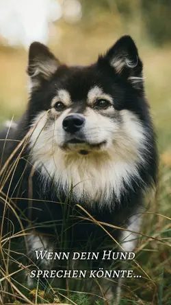 Wenn dein Hund…